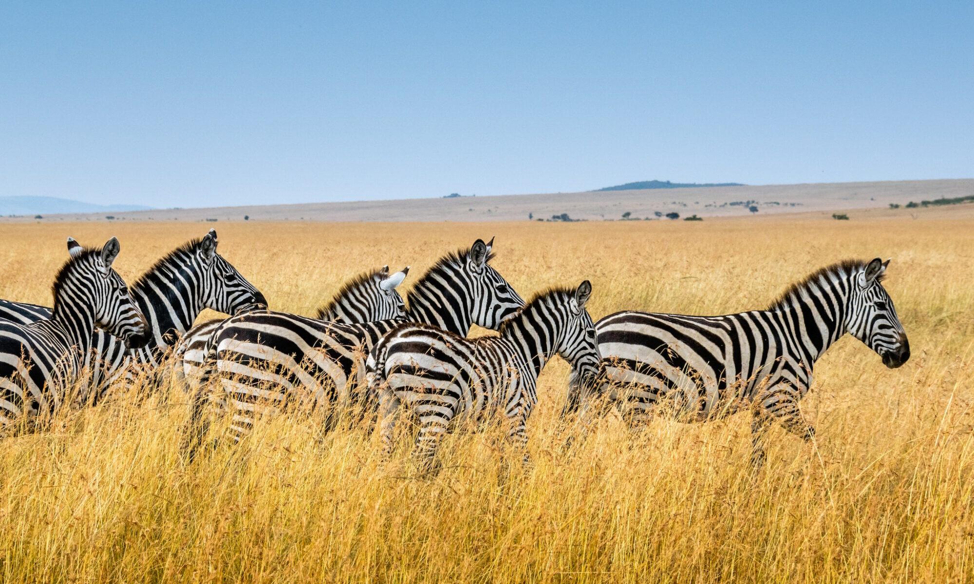 Devinettes sur les animaux pour les petits enfants